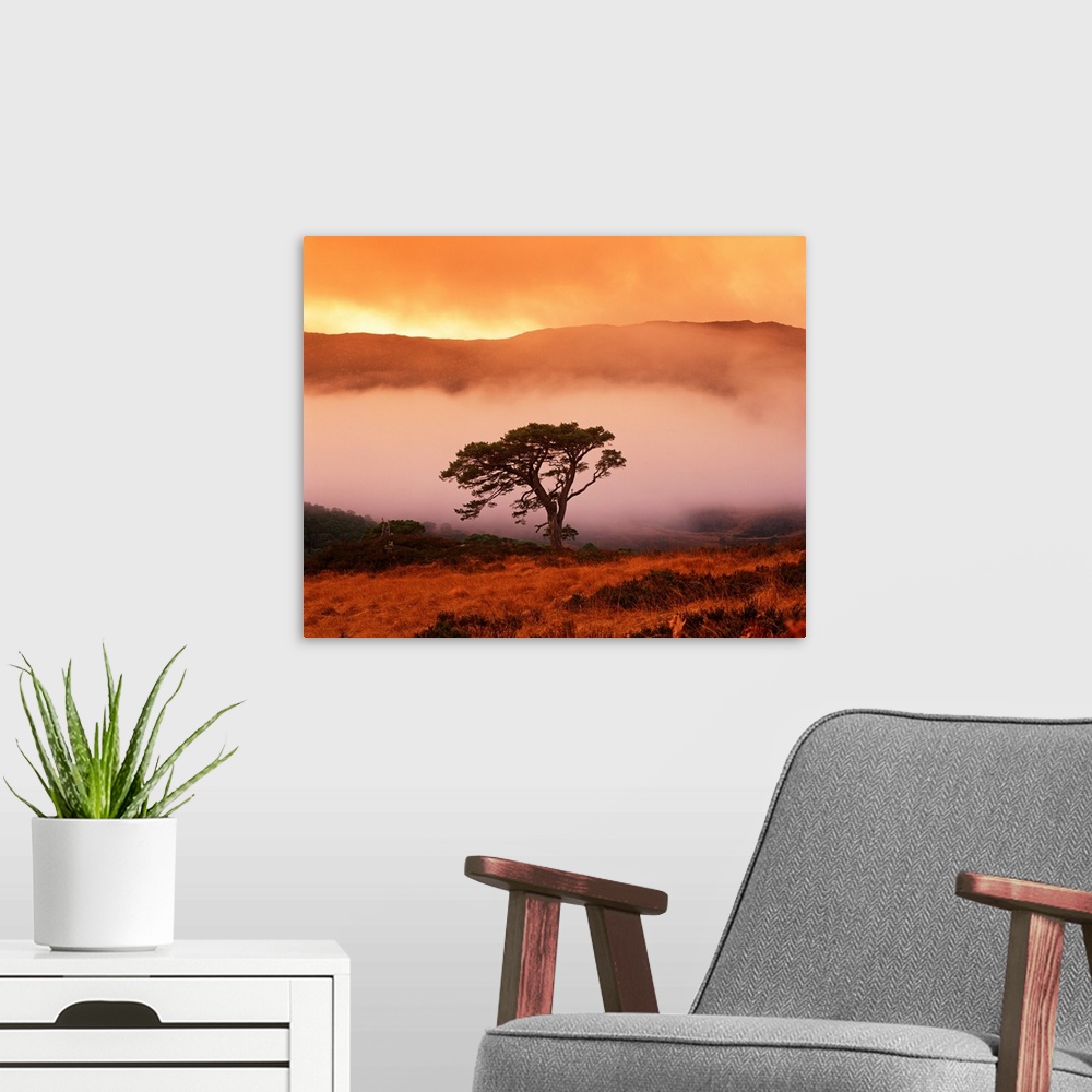 A modern room featuring Caledonian Pine In Mist, Glen Affric, Highland Region, Scotland