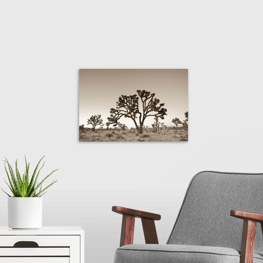 A modern room featuring USA, California, Joshua Tree National Park, Joshua Trees (Yucca Brevifolia)