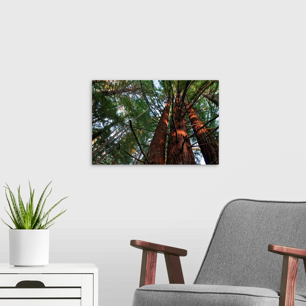 A modern room featuring Usa, California, Redwood National Park, Redwood Tree Forest