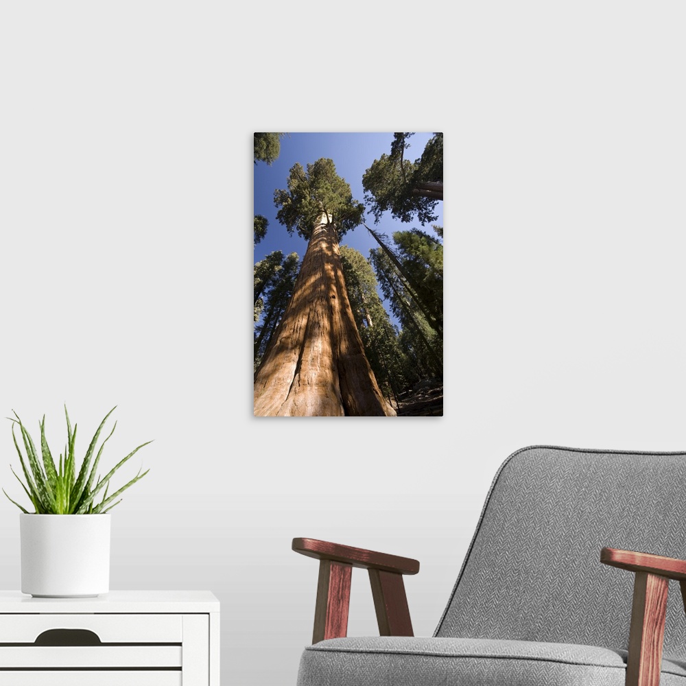 A modern room featuring USA, California, Sequoia National Park, General Sherman Tree (Largest tree in the world)