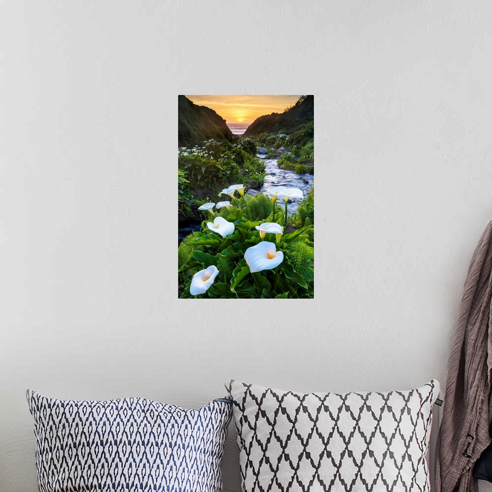 A bohemian room featuring Calla Lily Valley At Sunset, Garrapata State Park, California, USA