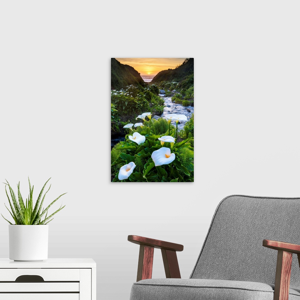 A modern room featuring Calla Lily Valley At Sunset, Garrapata State Park, California, USA