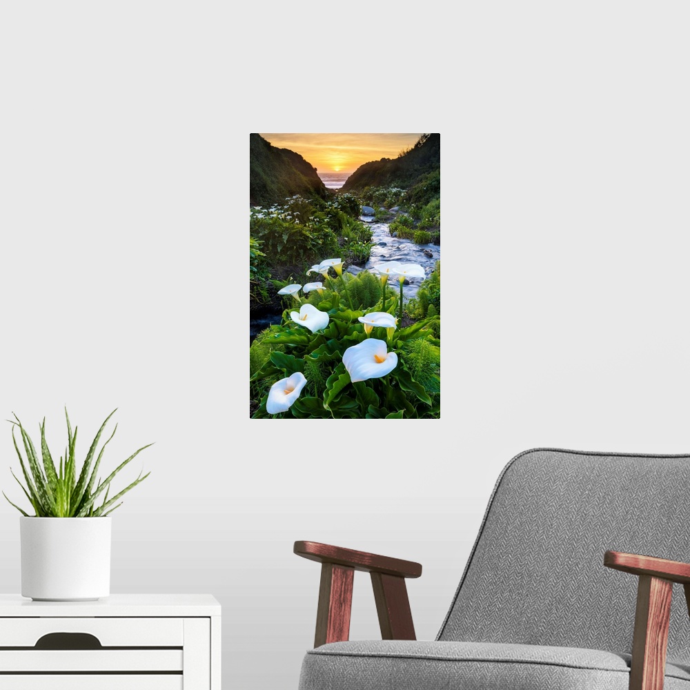 A modern room featuring Calla Lily Valley At Sunset, Garrapata State Park, California, USA