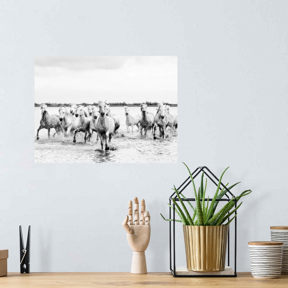 A bohemian room featuring Camargue white horses galloping through water, Camargue, France