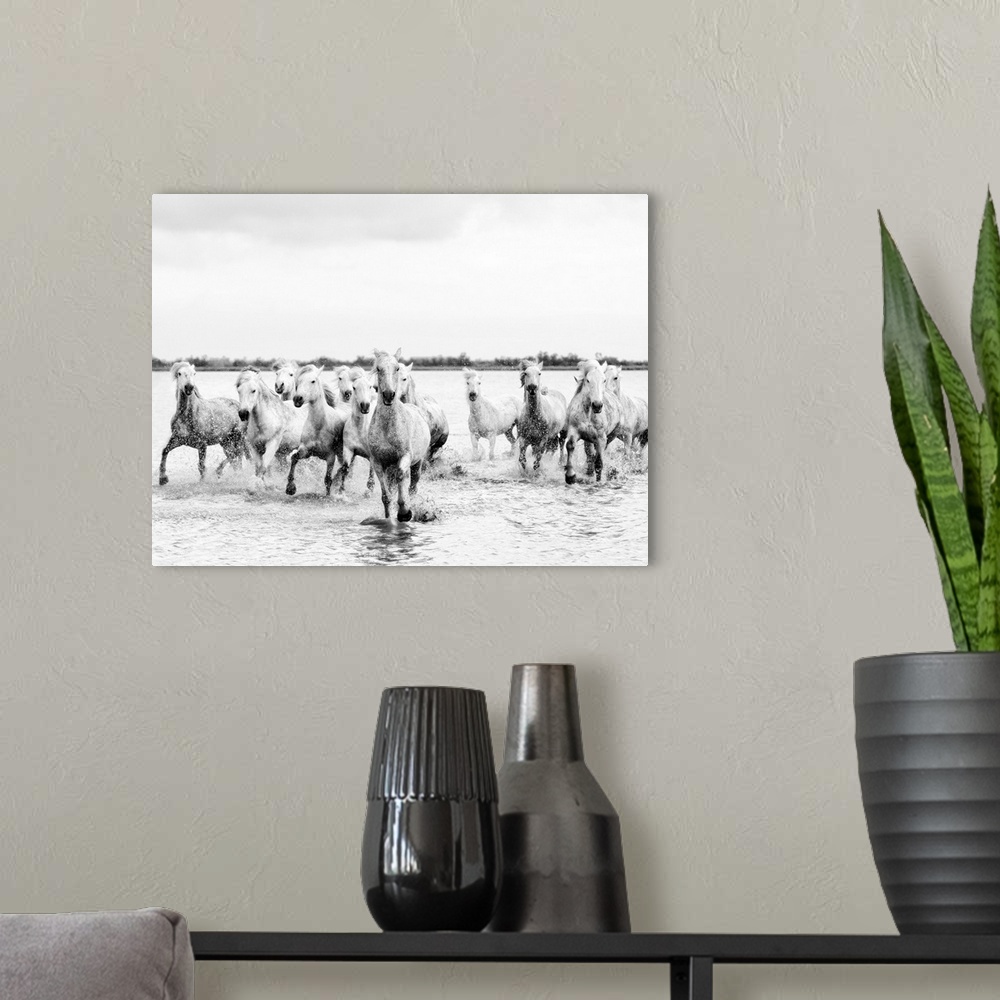 A modern room featuring Camargue white horses galloping through water, Camargue, France