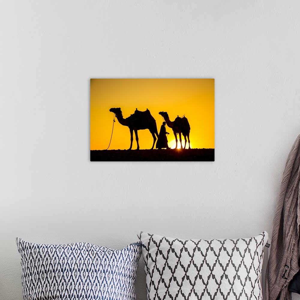 A bohemian room featuring Camels in the desert near Giza, Cairo, Egypt.