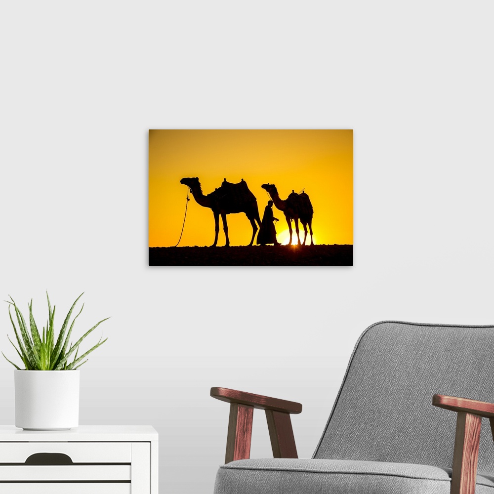 A modern room featuring Camels in the desert near Giza, Cairo, Egypt.