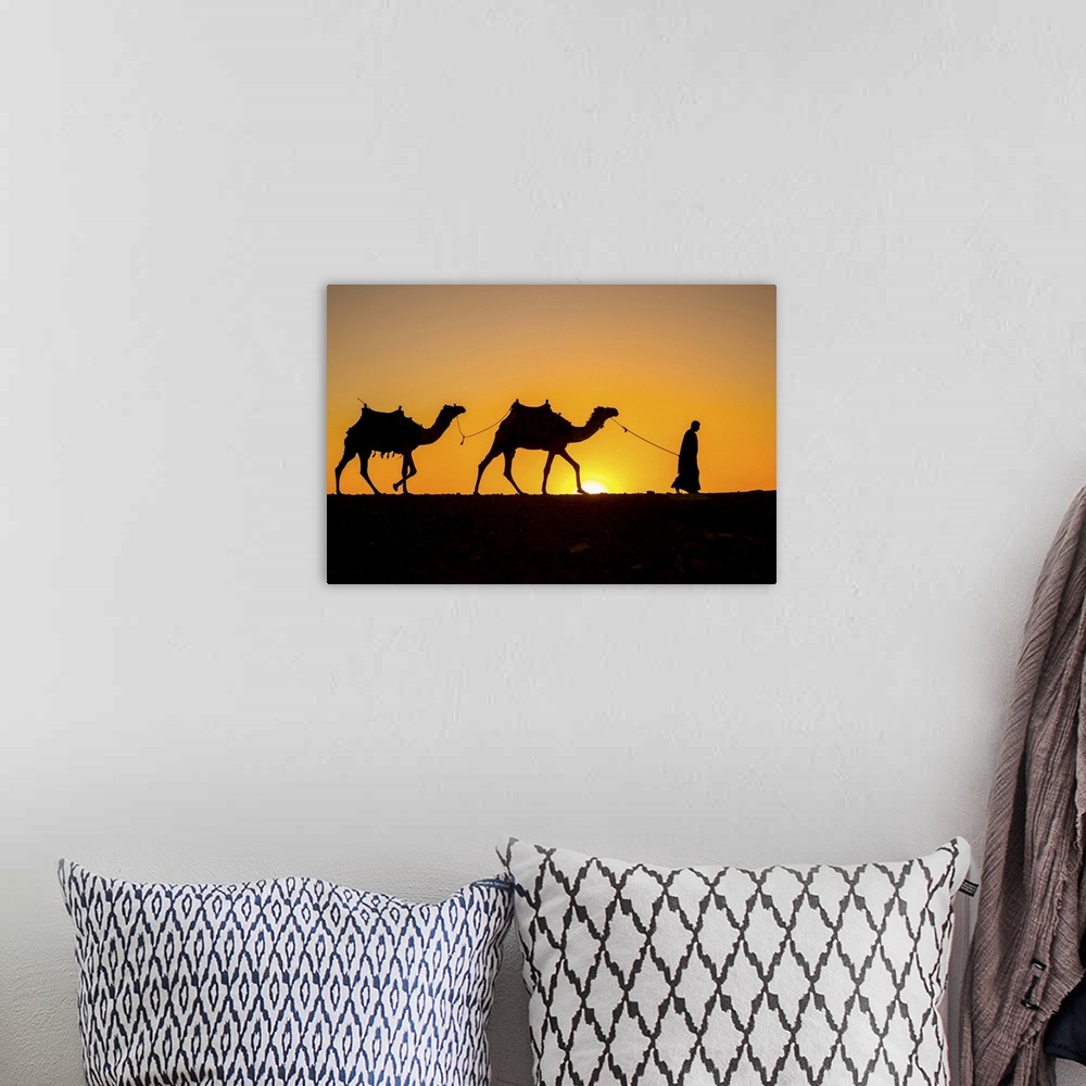 A bohemian room featuring Camels in the desert near Giza, Cairo, Egypt.