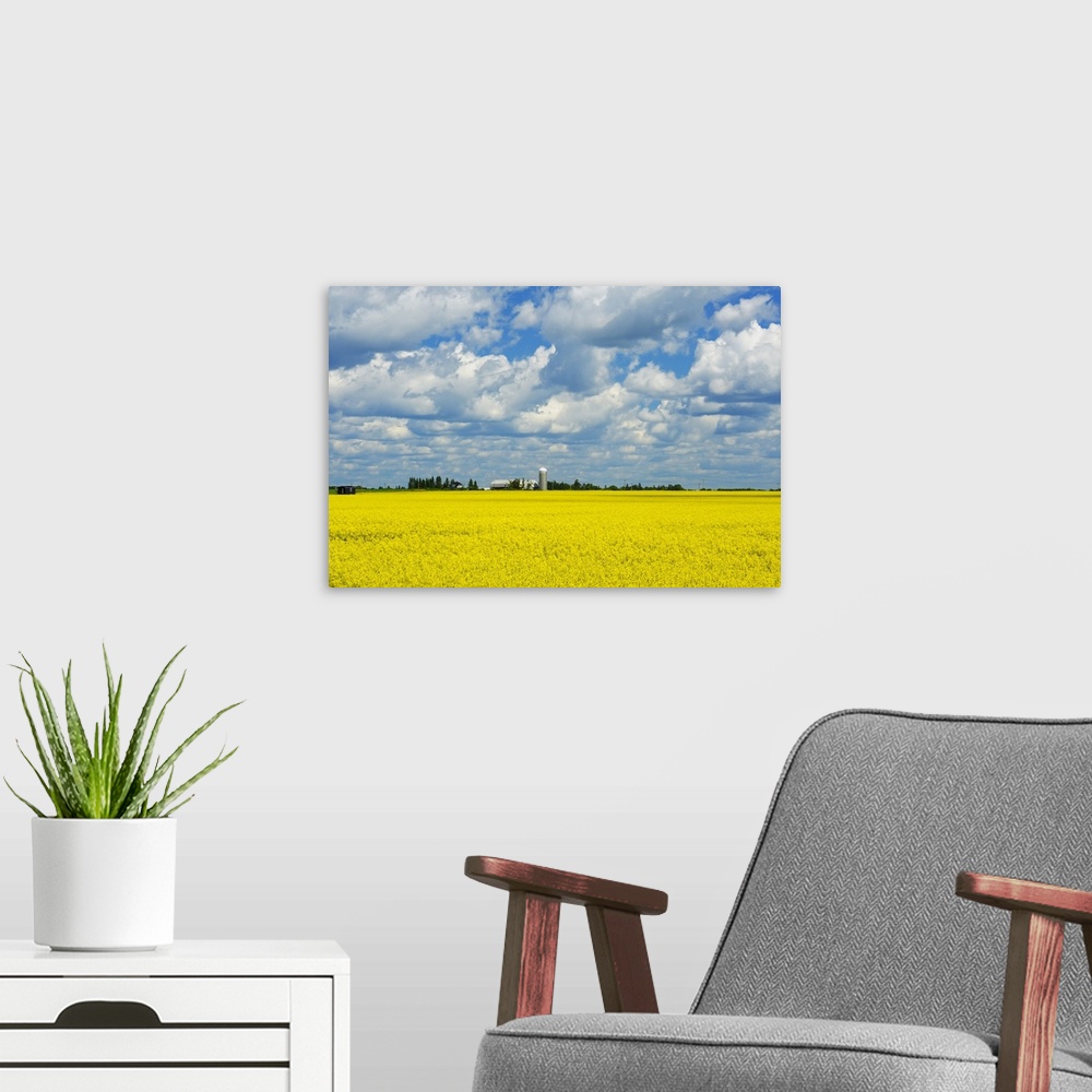 A modern room featuring Canola Crop In Bloom And Dairy Farm, Earlton, Ontario, Canada