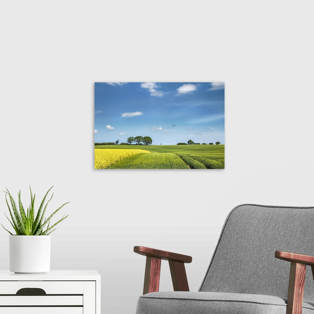A modern room featuring Canola field, Baltic coast, Schleswig-Holstein, Germany.