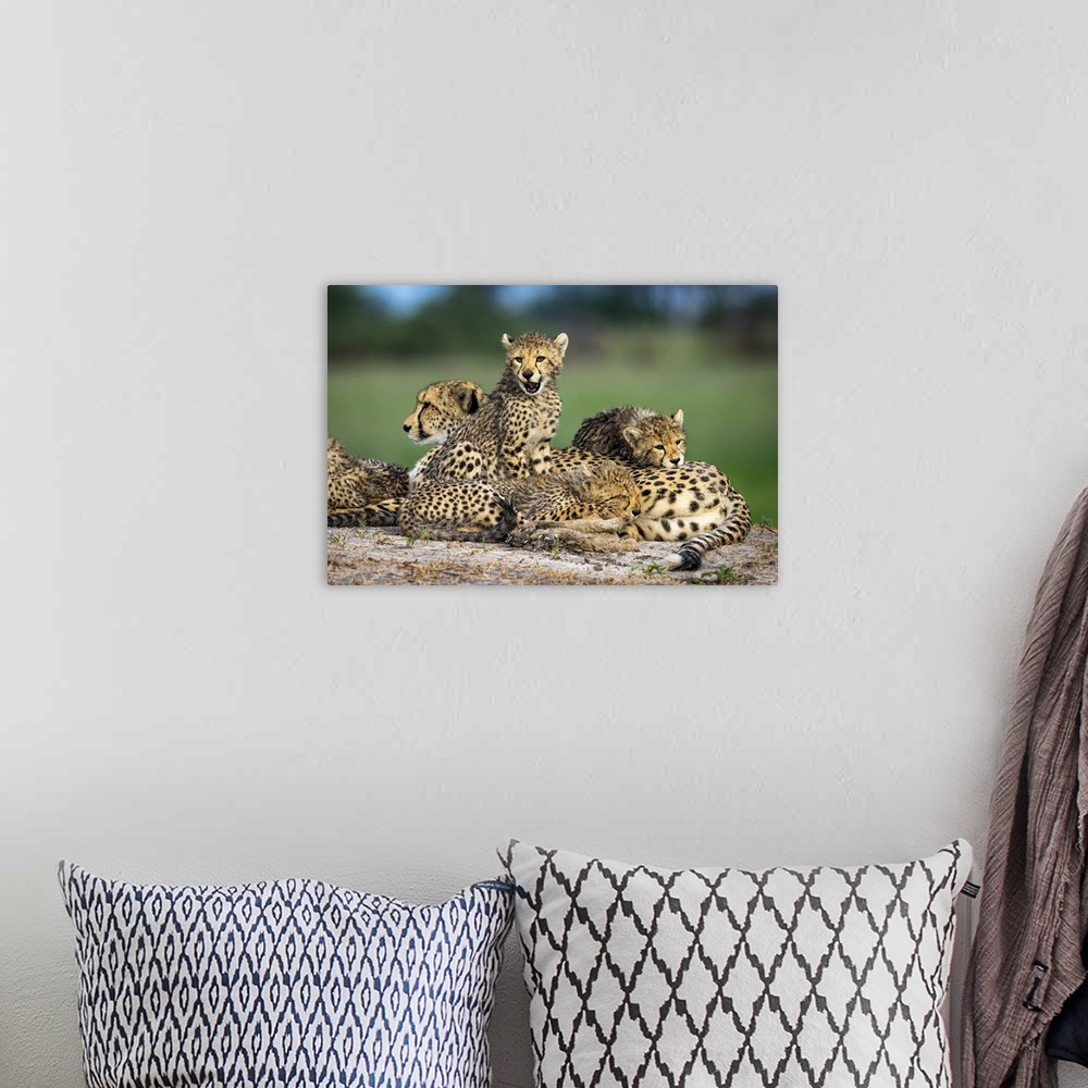 A bohemian room featuring Cheetah family, Okavango Delta, Botswana