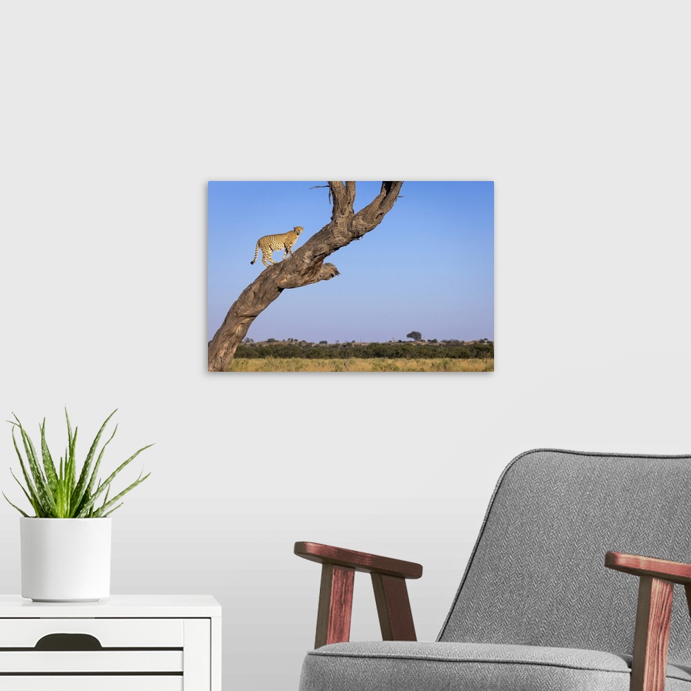 A modern room featuring Cheetah in tree, Savuti, Chobe National Park, Botswana