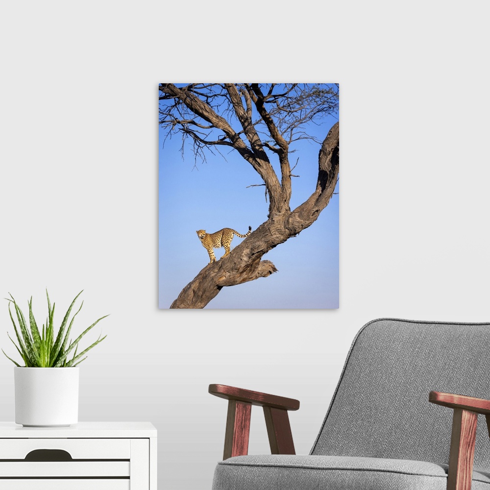 A modern room featuring Cheetah in tree, Savuti, Chobe National Park, Botswana