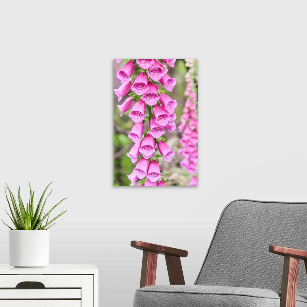 A modern room featuring Chile, Patagonia, Torres del Paine National Park (UNESCO Site), Foxglove's flowers (Digitalis Pur...