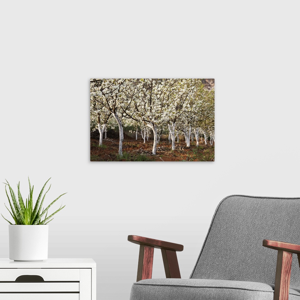A modern room featuring China, Yunnan, Luoping. Pear trees in blossom.