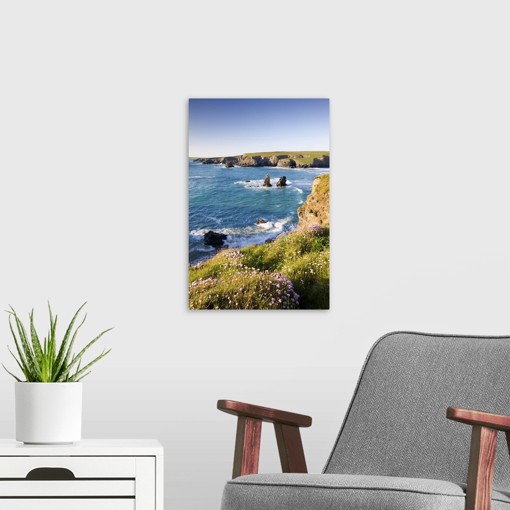A modern room featuring Clifftop view of Porthcothan Bay with Spring wildflowers, Cornwall, England. Spring
