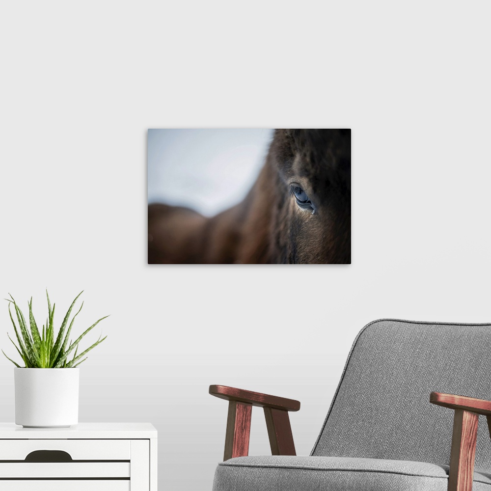A modern room featuring Close up of a horse, Iceland