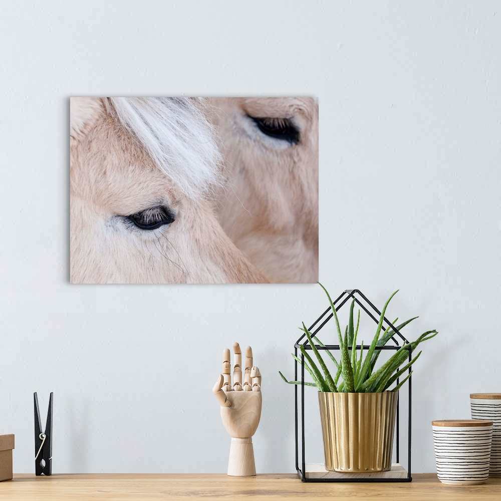 A bohemian room featuring Close-up of a horse...s eye, Lapland, Finland