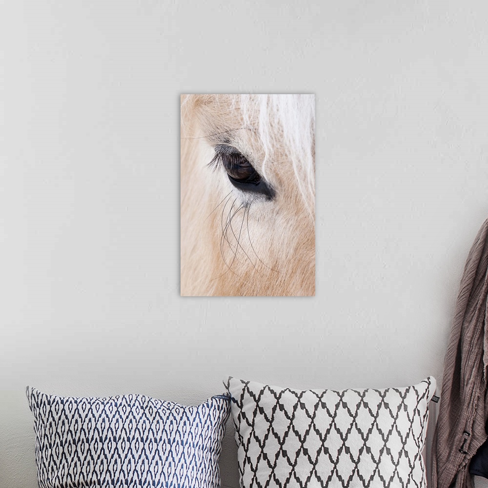 A bohemian room featuring Close-up of a horse...s eye, Lapland, Finland