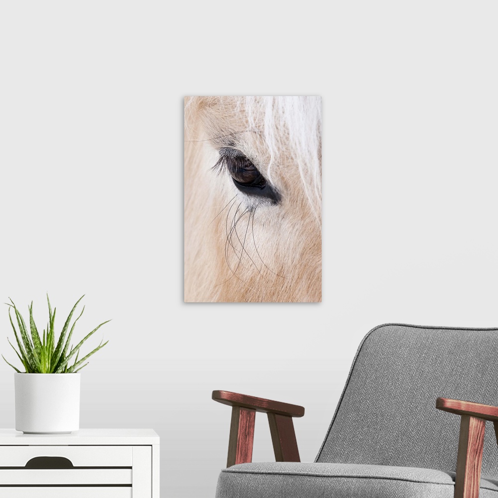 A modern room featuring Close-up of a horse...s eye, Lapland, Finland