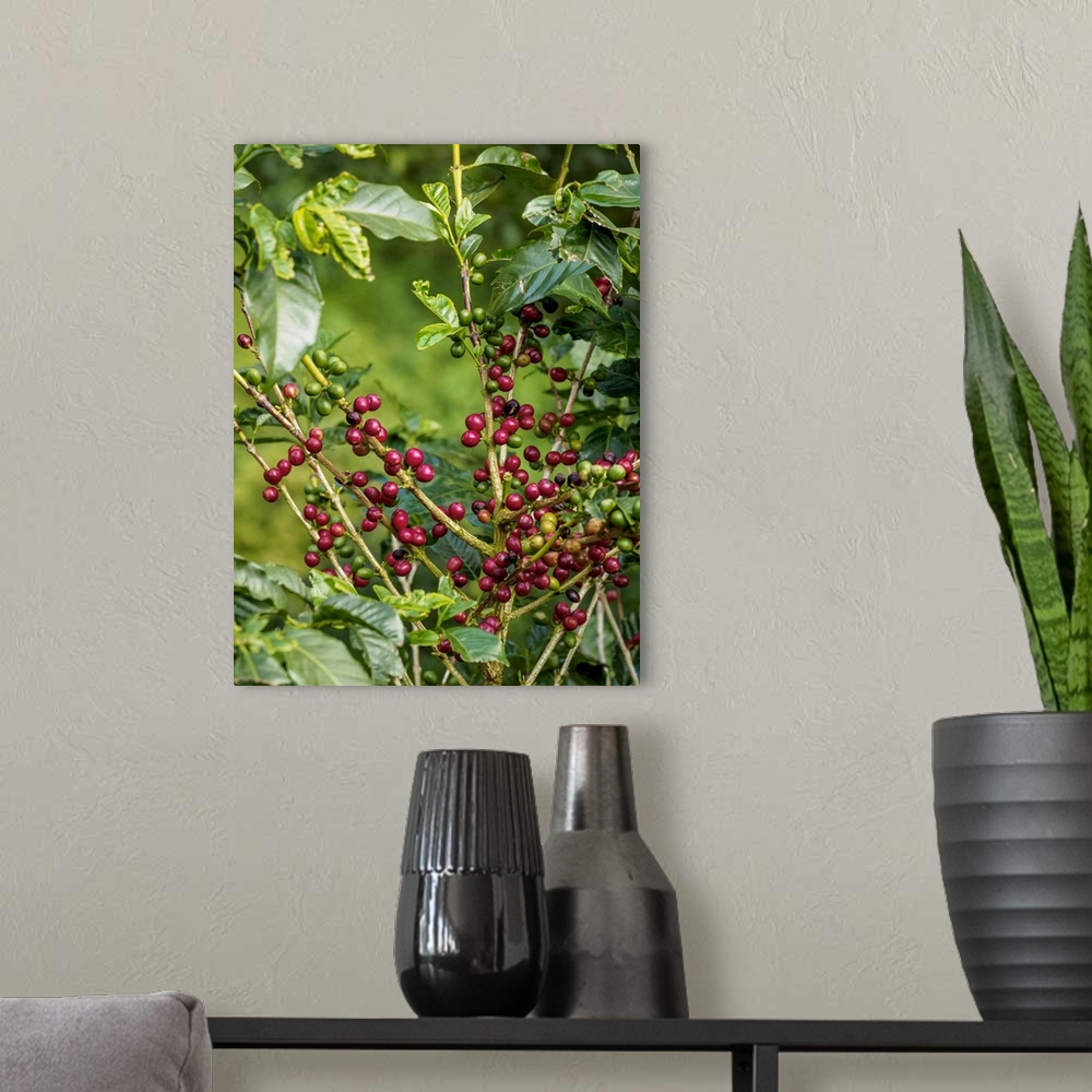 A modern room featuring Coffea Cherries at Coffee Plantation, Blue Mountains, Saint Thomas Parish, Jamaica