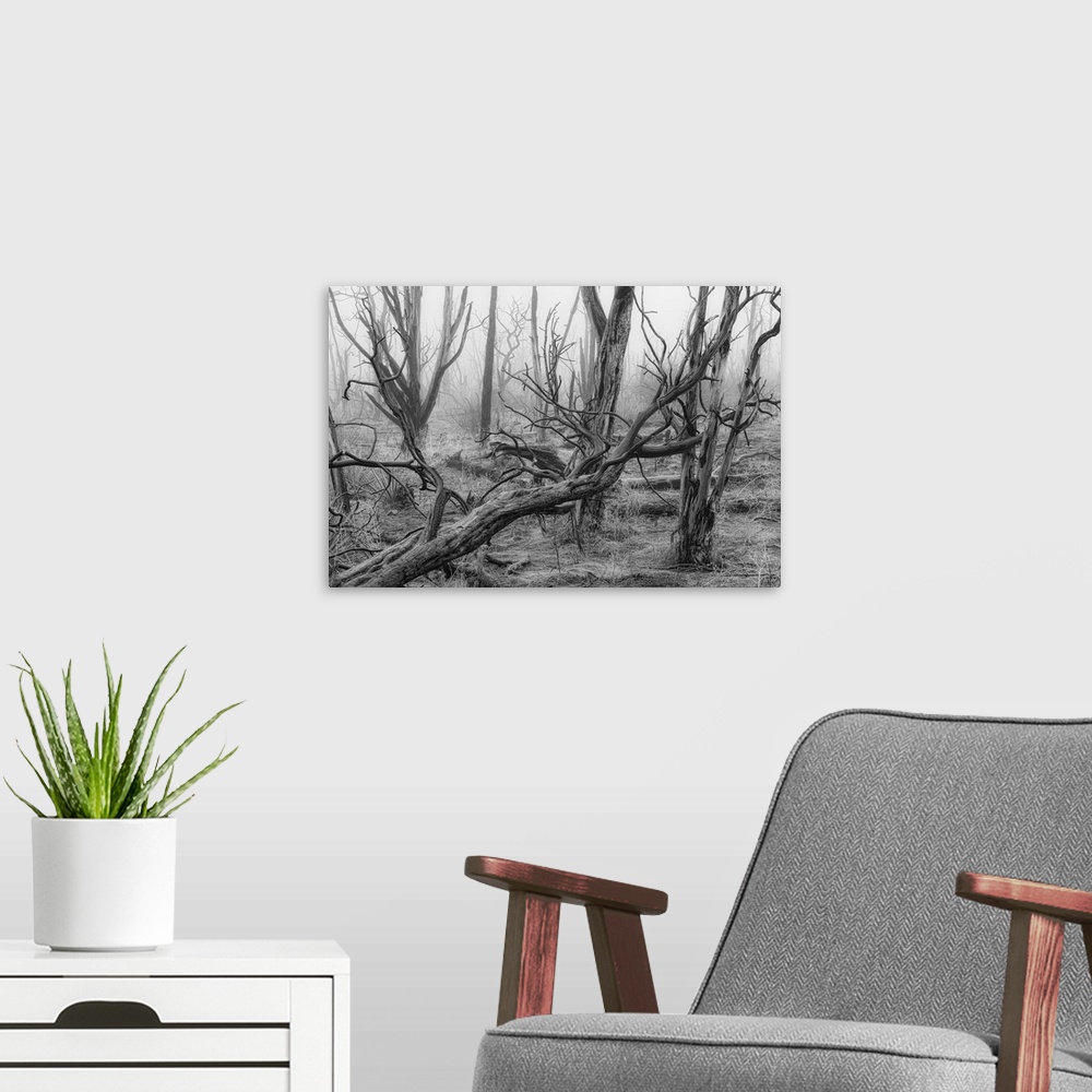 A modern room featuring USA, Colorado, Mesa Verde, National Park, burnt forest in the fog.