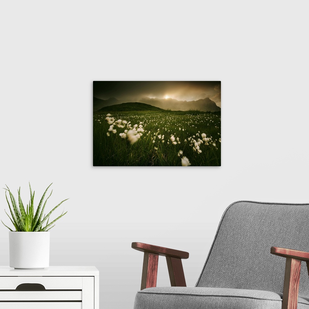 A modern room featuring Cotton flower fields at sunset in the Appennines, Tuscany, Italy