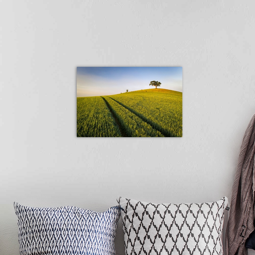 A bohemian room featuring Crop field and lone hill top tree, Devon, England. Spring (May) 2020.