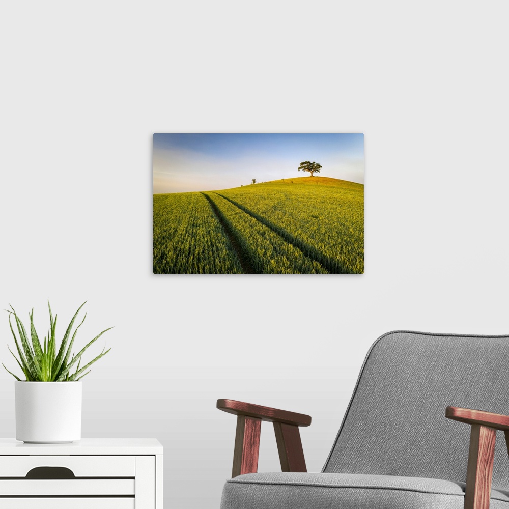 A modern room featuring Crop field and lone hill top tree, Devon, England. Spring (May) 2020.