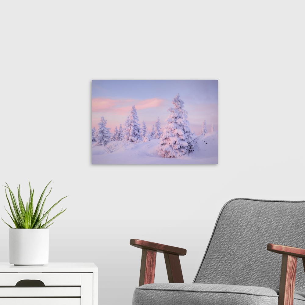 A modern room featuring Deep snow-covered spruces in winter landscape at Fichtelberg at sunset, near Oberwiesenthal, Ore ...