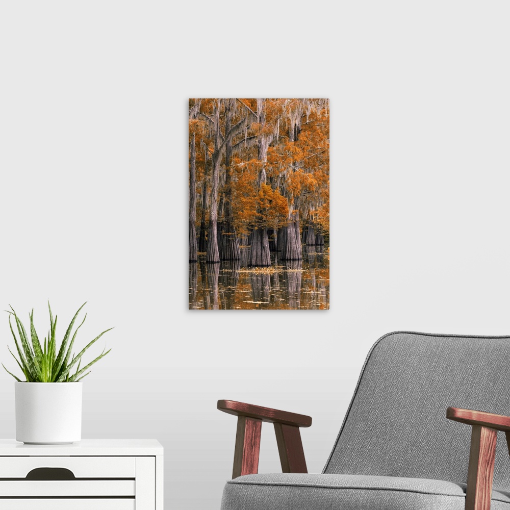A modern room featuring USA, Deep South, Louisiana, St. Martin Parish, Lake Martin, Cypress tree in autumn