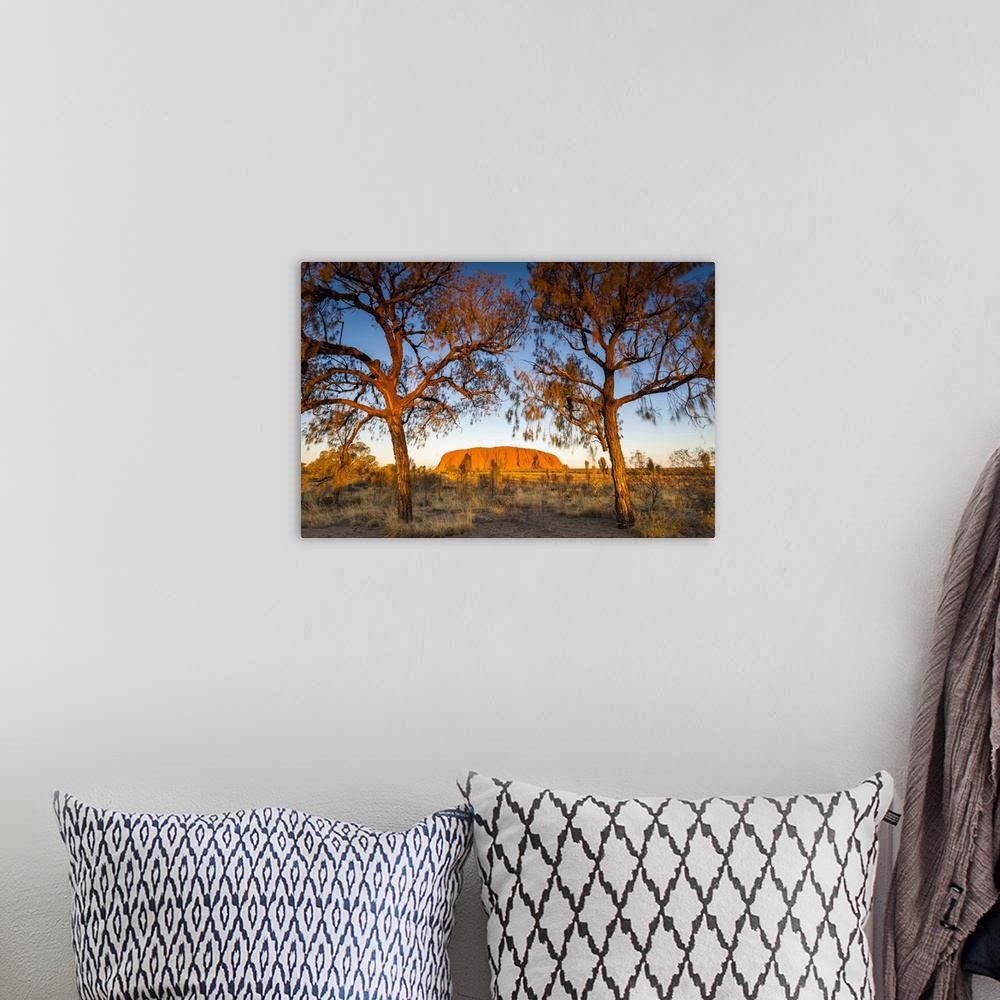 A bohemian room featuring Desert Oak frame the rock at Uluru. Uluru-Kata Tjuta National Park, Central Australia, Northern T...