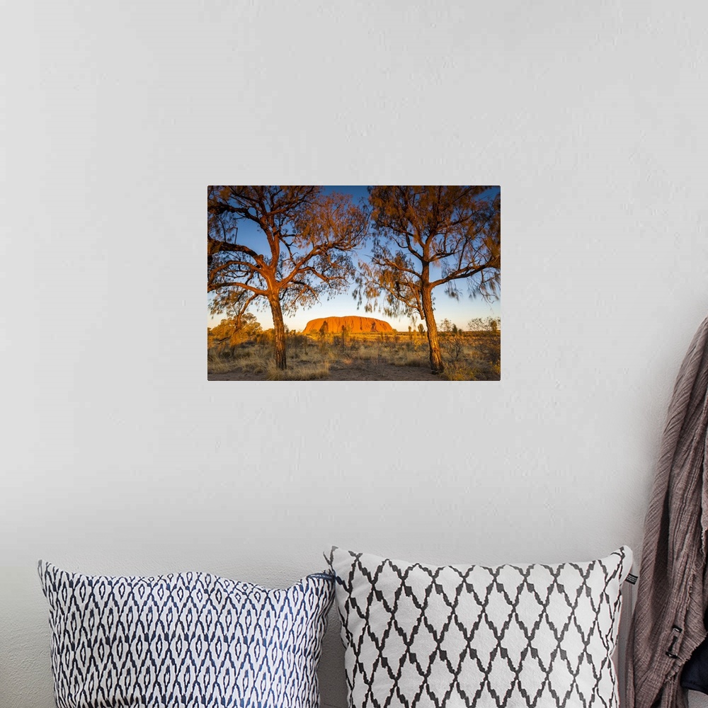 A bohemian room featuring Desert Oak frame the rock at Uluru. Uluru-Kata Tjuta National Park, Central Australia, Northern T...
