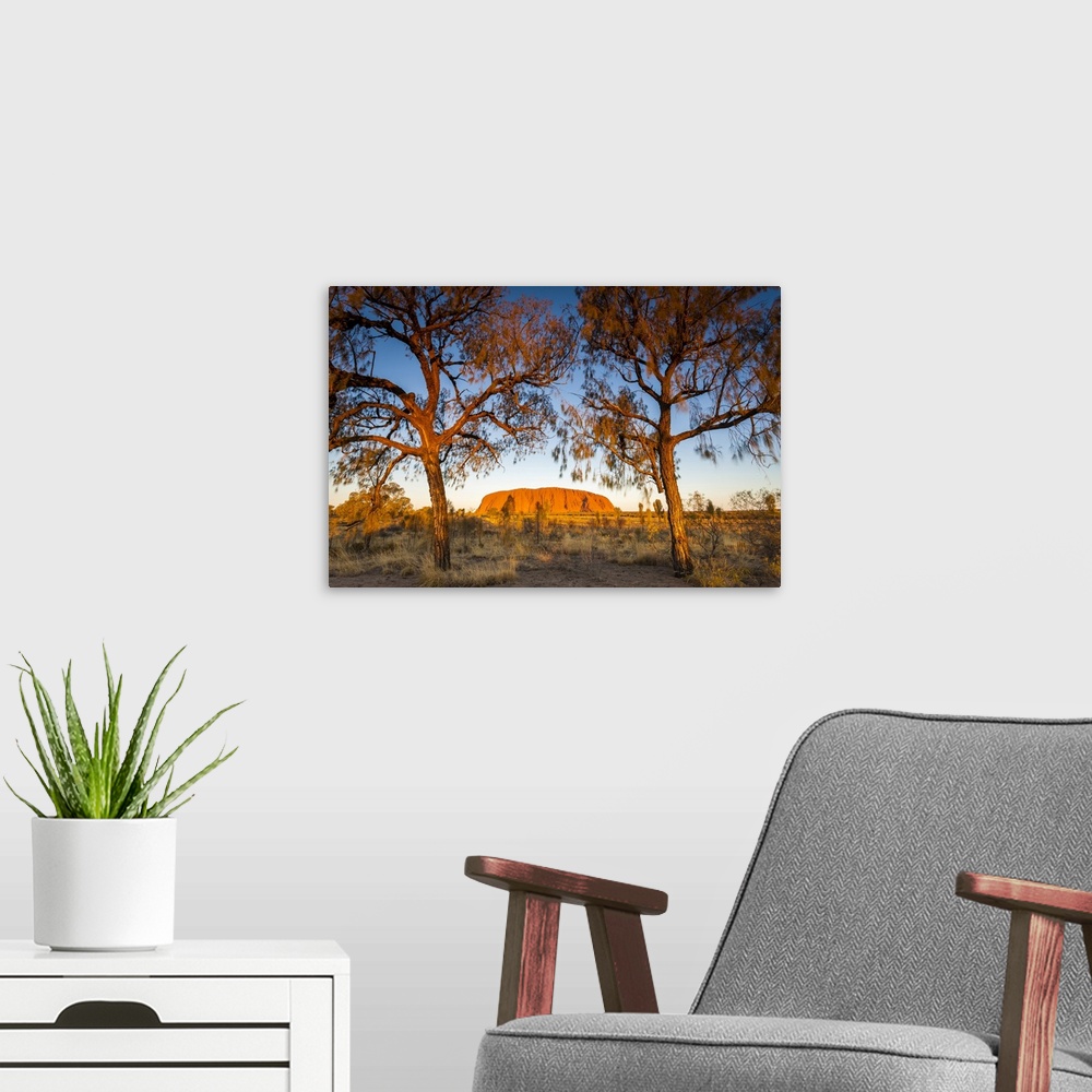 A modern room featuring Desert Oak frame the rock at Uluru. Uluru-Kata Tjuta National Park, Central Australia, Northern T...