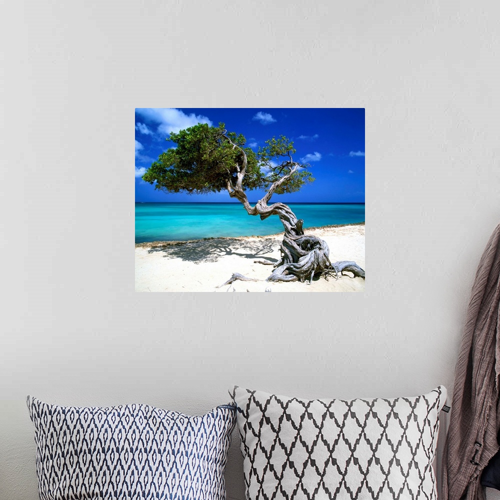 A bohemian room featuring Divi Divi Tree, Aruba, Lesser Antilles, Caribbean