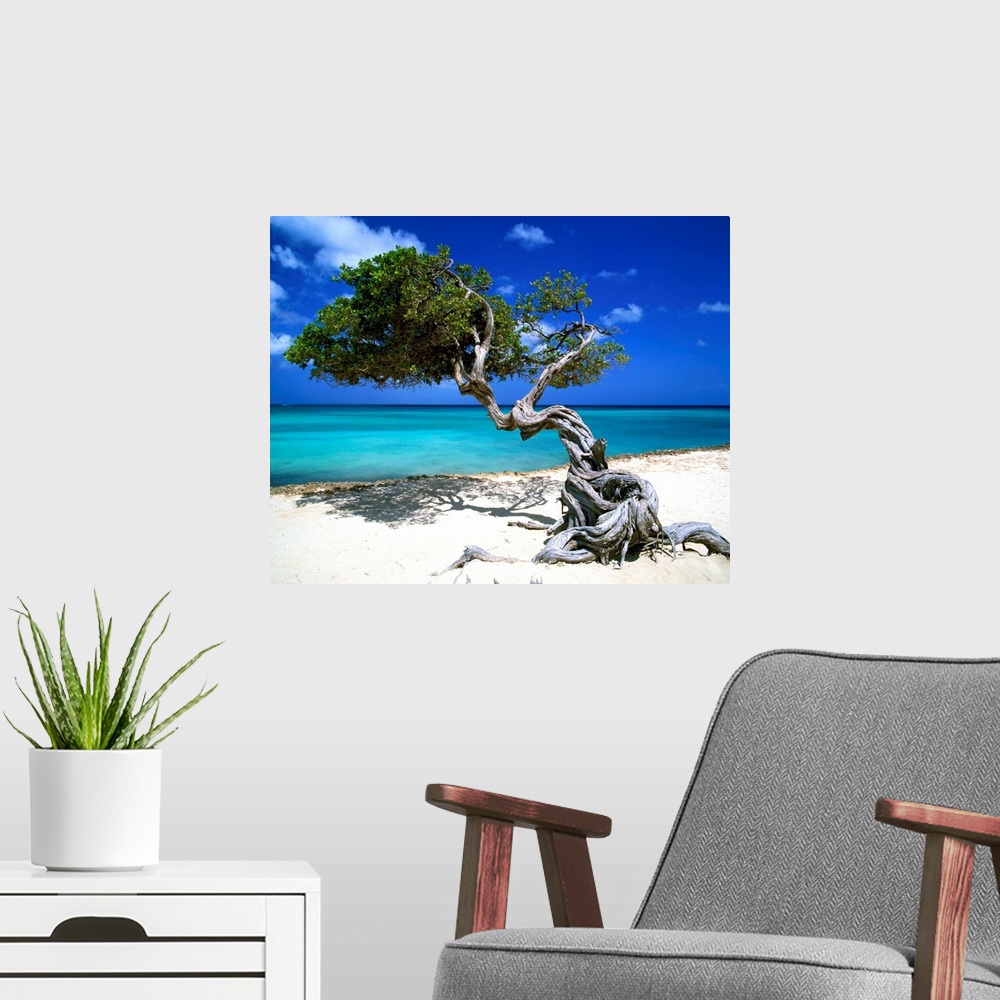A modern room featuring Divi Divi Tree, Aruba, Lesser Antilles, Caribbean