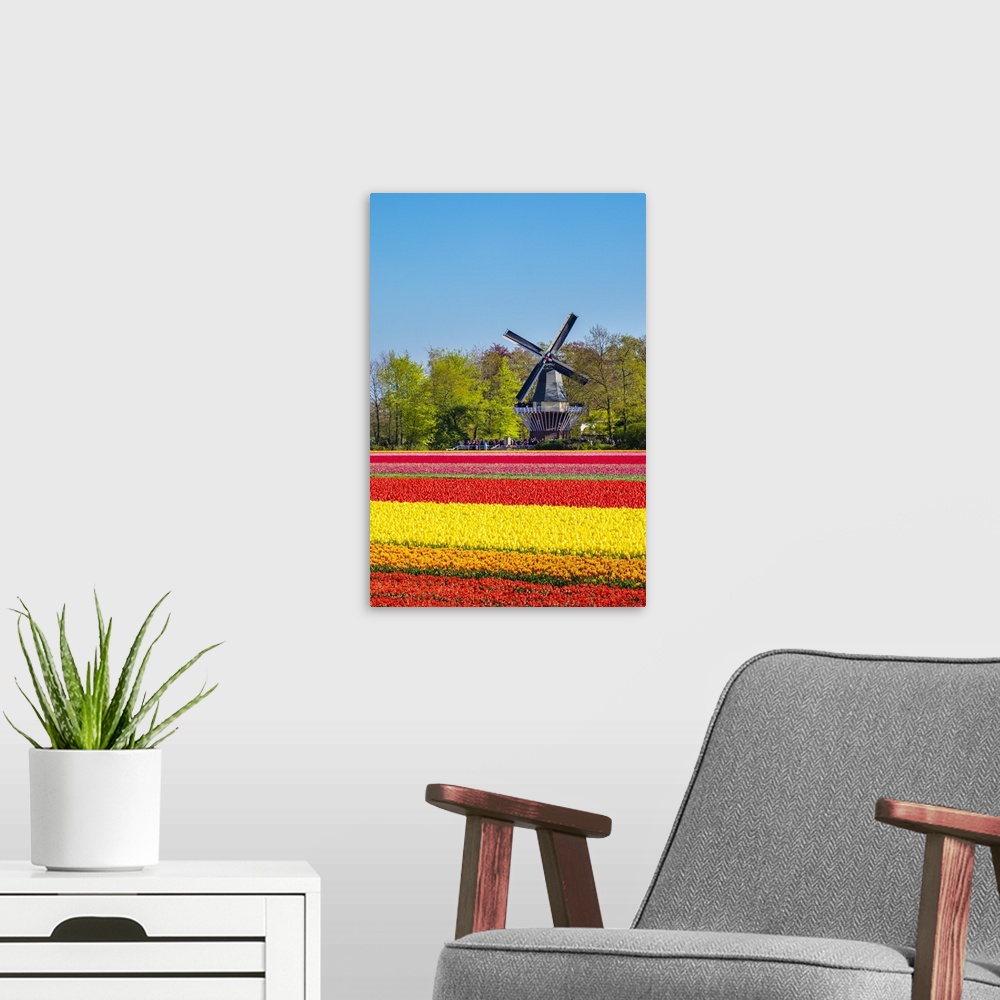 A modern room featuring Netherlands, South Holland, Lisse. Dutch tulips flowers in a field in front of the Keukenhof wind...