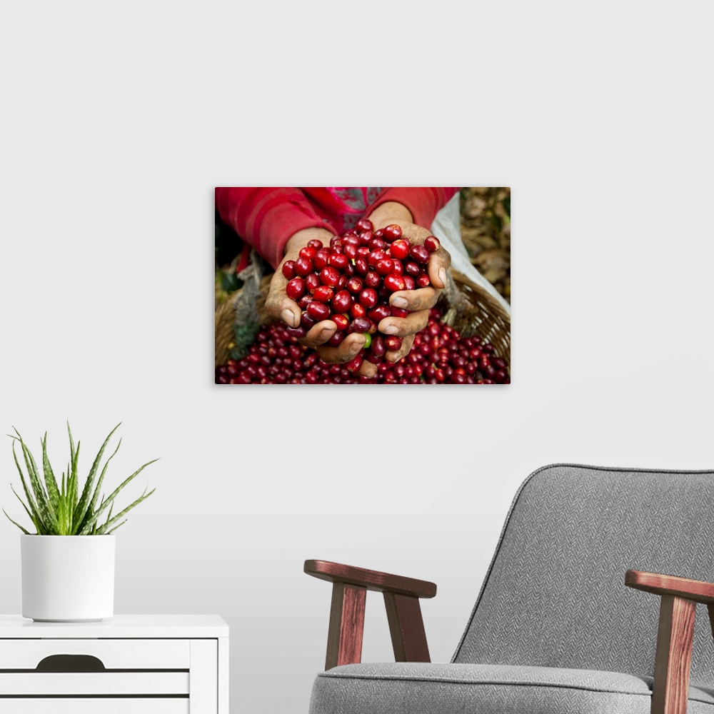 A modern room featuring El Salvador, Coffee Pickers, Hands Full Of Coffee Cherries, Coffee Farm, Slopes Of The Santa Volc...