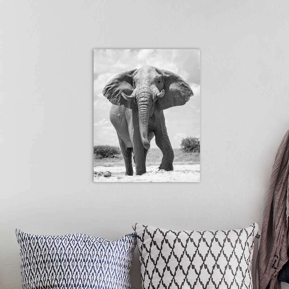 A bohemian room featuring Elephant bull, Baines Baobabs, Nxai Pan National Park, Botswana