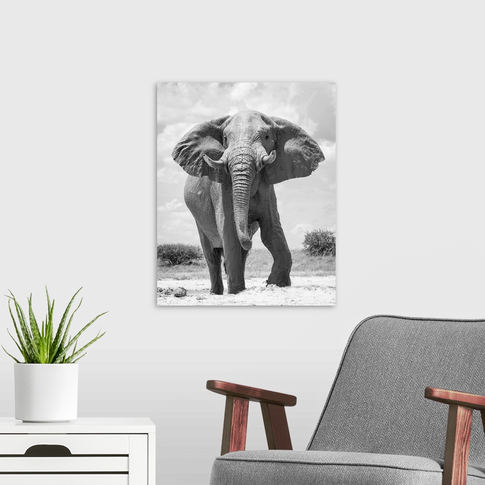 A modern room featuring Elephant bull, Baines Baobabs, Nxai Pan National Park, Botswana