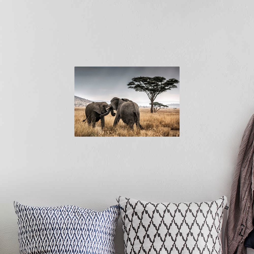 A bohemian room featuring Elephant bulls fighting in the Serengeti National Park, Tanzania, Africa