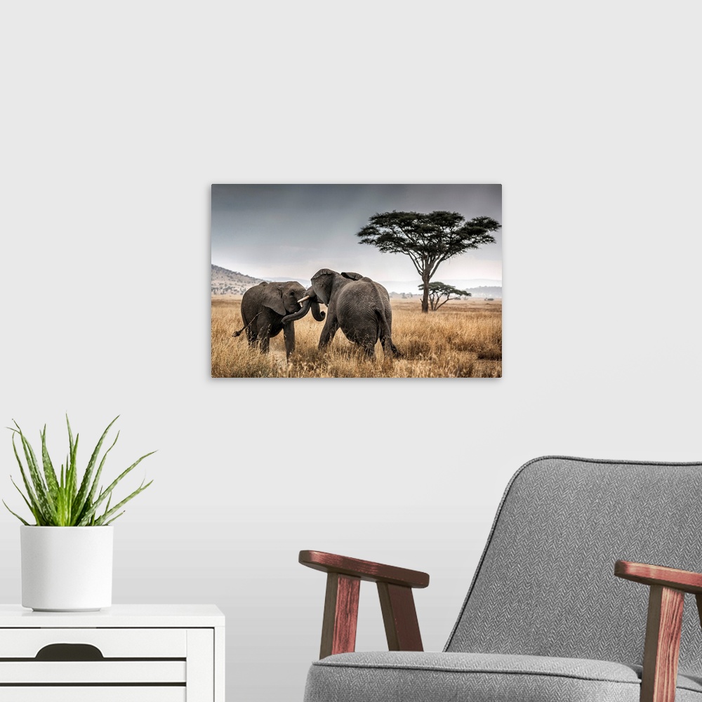 A modern room featuring Elephant bulls fighting in the Serengeti National Park, Tanzania, Africa