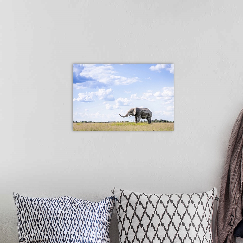 A bohemian room featuring Elephant, Nxai Pan National Park, Botswana