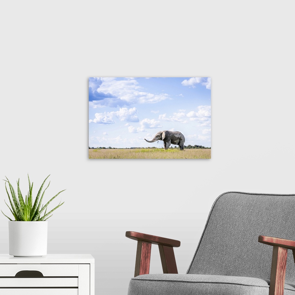 A modern room featuring Elephant, Nxai Pan National Park, Botswana
