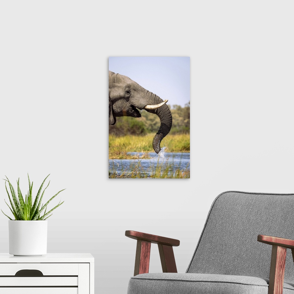 A modern room featuring Elephant, Okavango Delta, Botswana