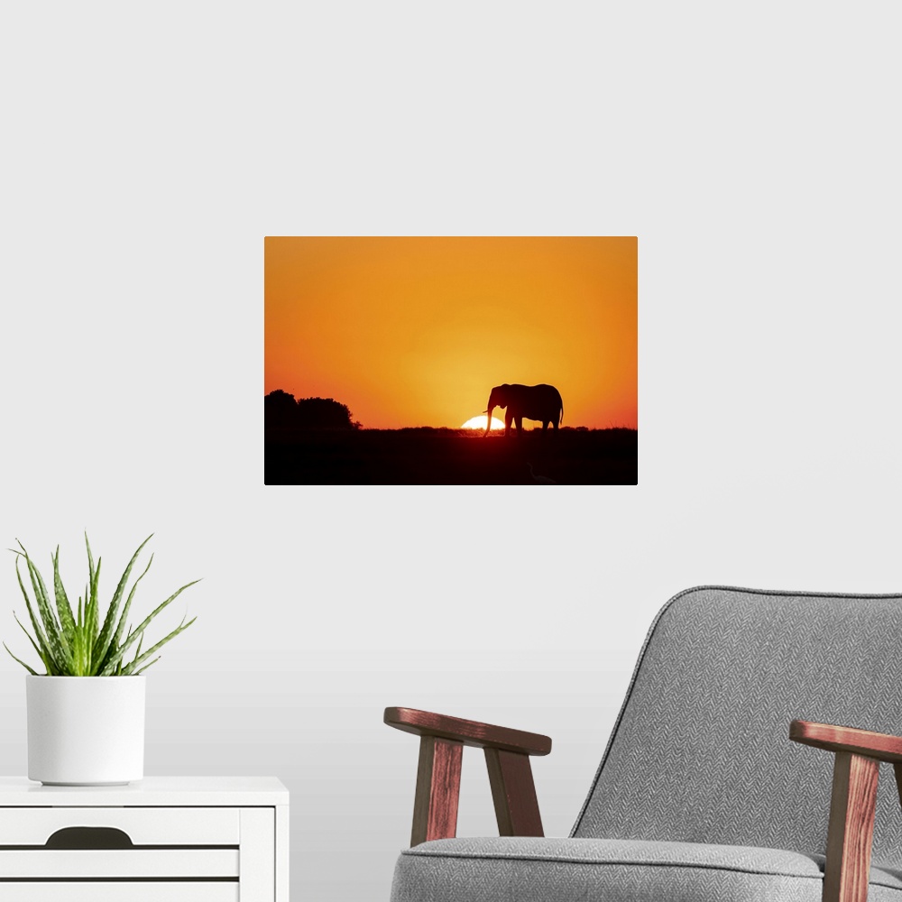 A modern room featuring Elephant Silhouette, Chobe River, Botswana
