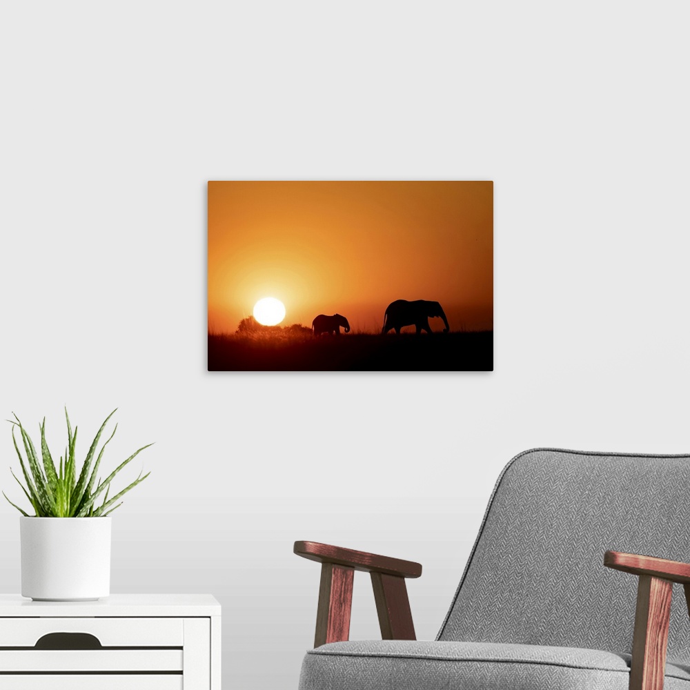 A modern room featuring Elephant Silhouette, Chobe River, Botswana