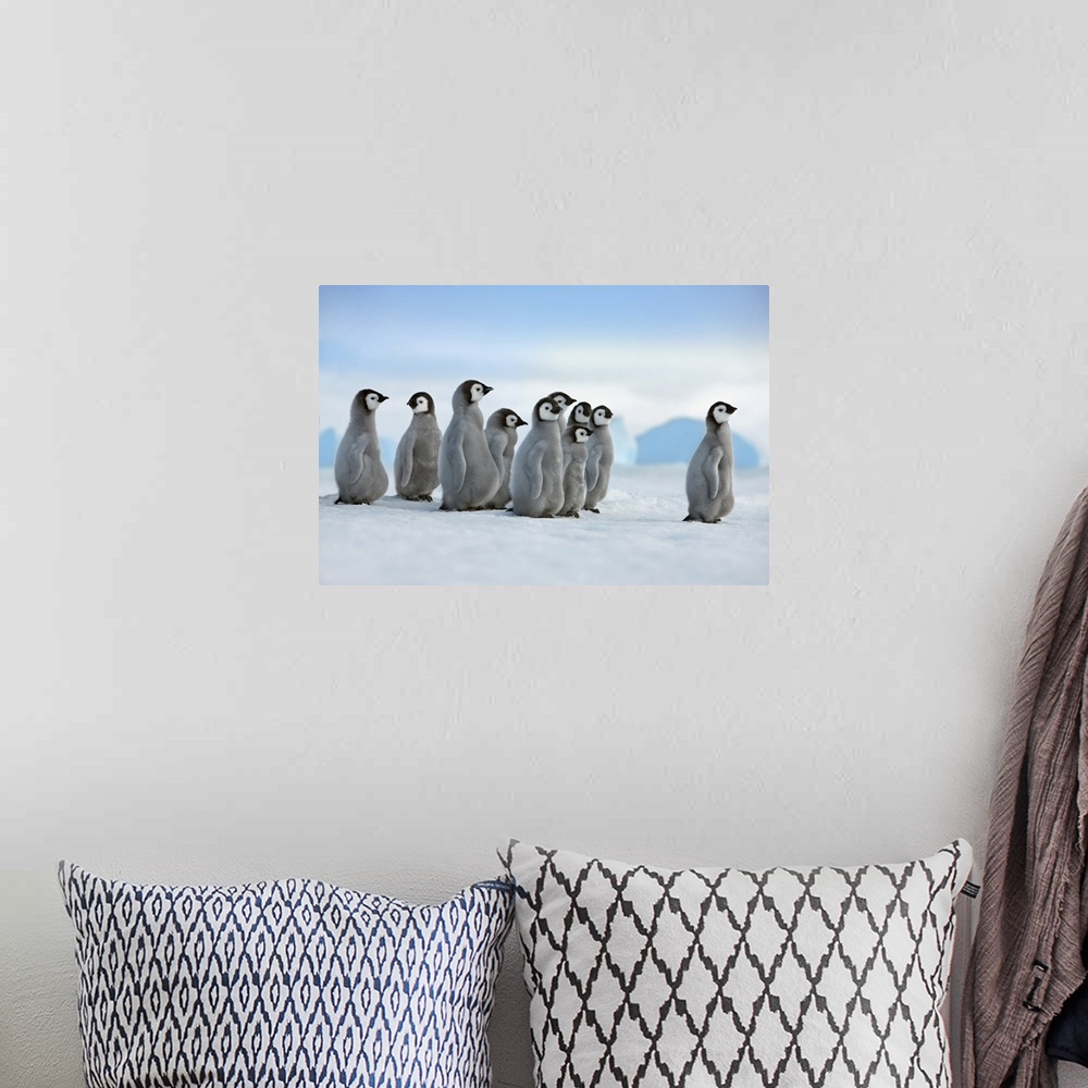 A bohemian room featuring Emperor penguin chicks in procession. Antarctica, Antarctic Peninsula, Snowhill Island. Antarctic...