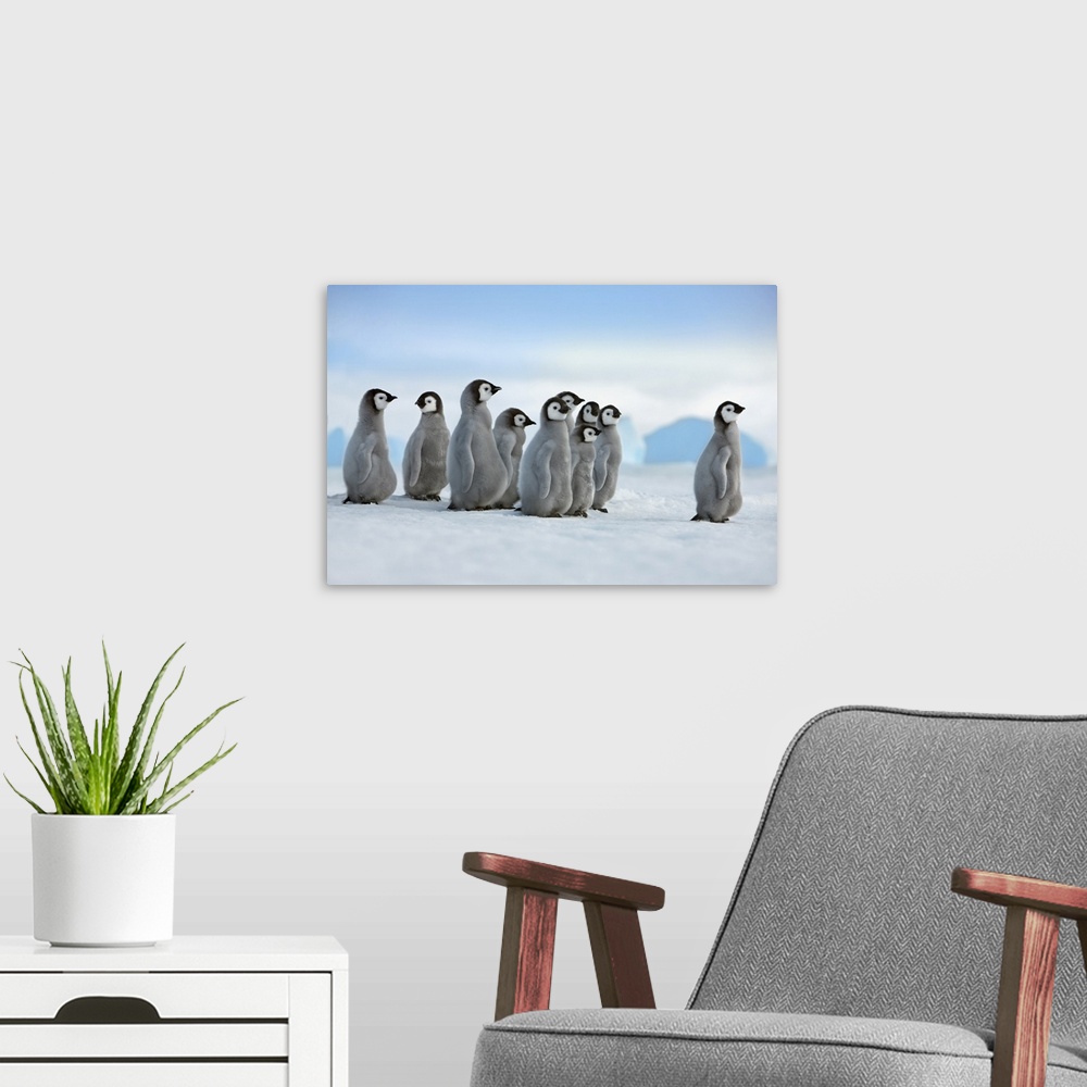 A modern room featuring Emperor penguin chicks in procession. Antarctica, Antarctic Peninsula, Snowhill Island. Antarctic...