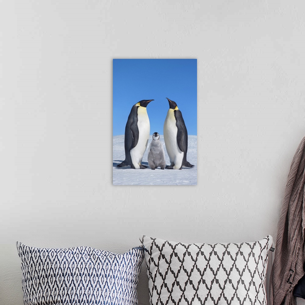 A bohemian room featuring Emperor penguin parents with chick. Antarctica, Antarctic Peninsula, Snowhill Island. Antarctica,...